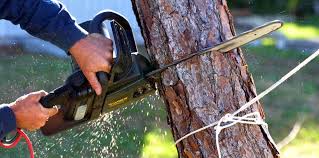 How Our Tree Care Process Works  in  Bagdad, FL