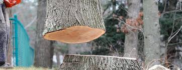 Best Fruit Tree Pruning  in Bagdad, FL