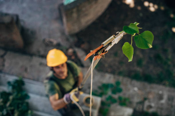 Best Tree and Shrub Care  in Bagdad, FL