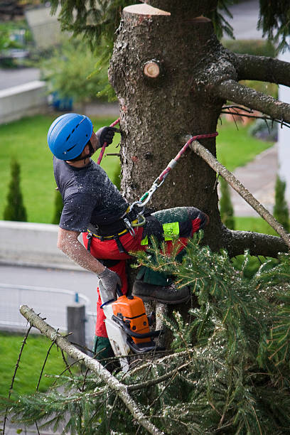 Best Commercial Tree Services  in Bagdad, FL